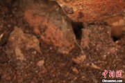查老黄历江西发现蜘蛛新物种 为研究呵叻蛛属适应区域提供依据