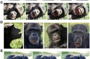 查老黄历国际最新研究：机器人“打哈欠” 黑猩猩被传染